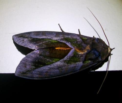 Réf. 221 481 : Eudocima imperator