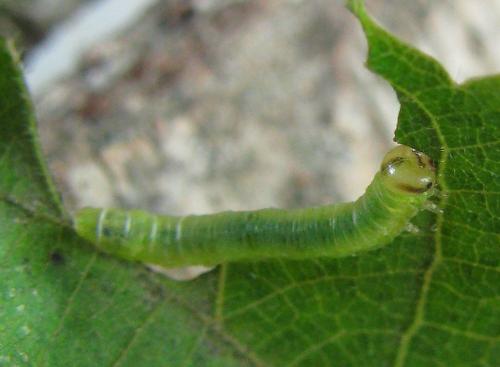 Réf. 221 231 : Pristiphora leucopus