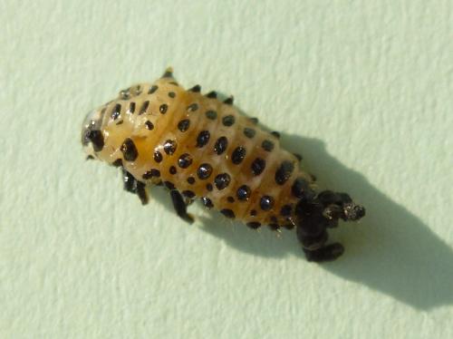 Réf. 221 338 : Chrysomela sp.