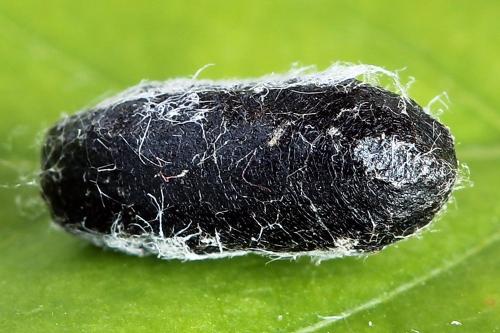 Réf. 221 299 : Nematus umbratus