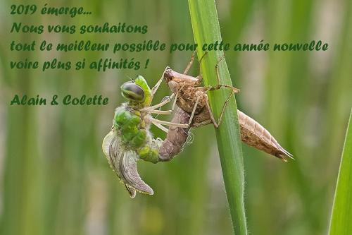 Anax imperator
