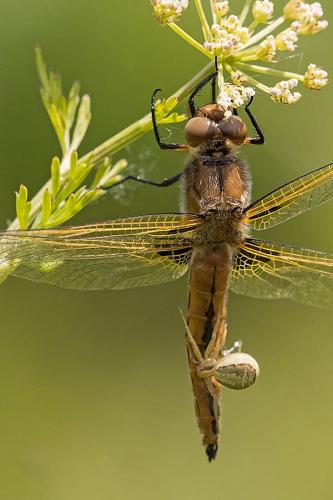 Réf. 221 829 : Libellula fulva