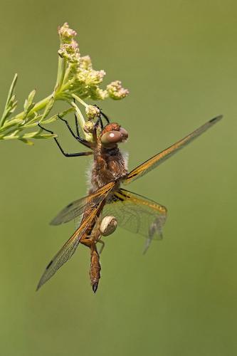 Libellula fulva
