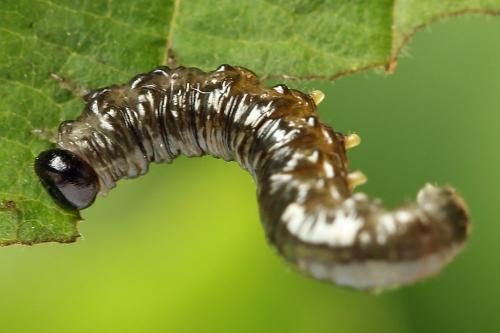 Réf. 221 298 : Nematus umbratus