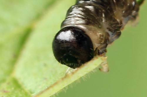 Réf. 221 297 : Nematus umbratus