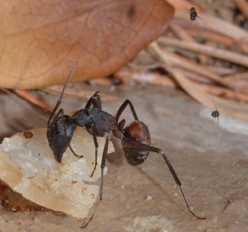 Microselia rivierae