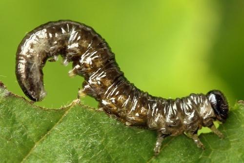 Réf. 221 296 : Nematus umbratus