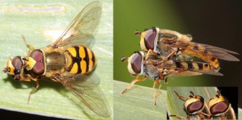 Eupeodes corollae