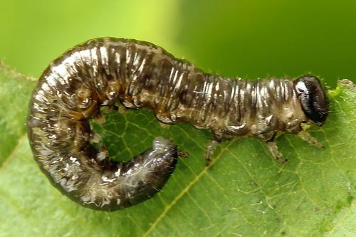 Réf. 221 295 : Nematus umbratus