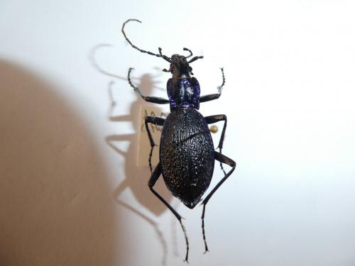 Réf. 221 010 : Carabus intricatus