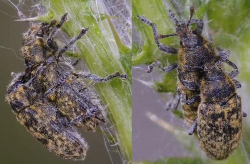 Réf. 221 080 : Rhinocyllus conicus