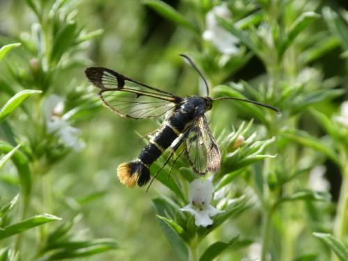 Synanthedon andrenaeformis
