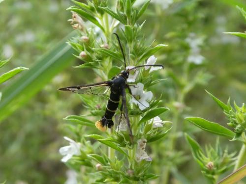 Synanthedon andrenaeformis