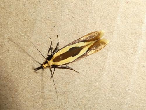 Harpella forficella