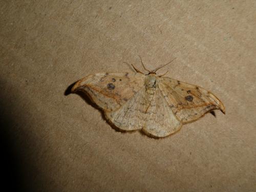 Drepana falcataria