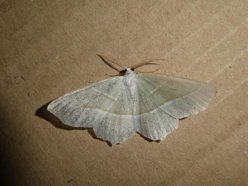 Campaea margaritaria