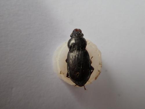Amara aulica
