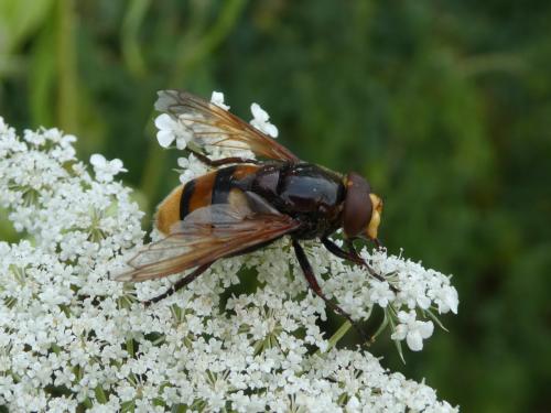 Réf. 221 666 : Volucella zonaria