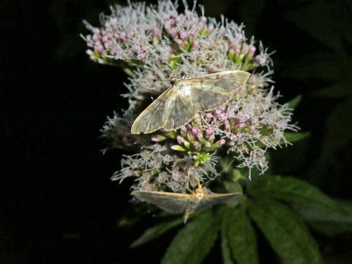 Pleuroptya ruralis