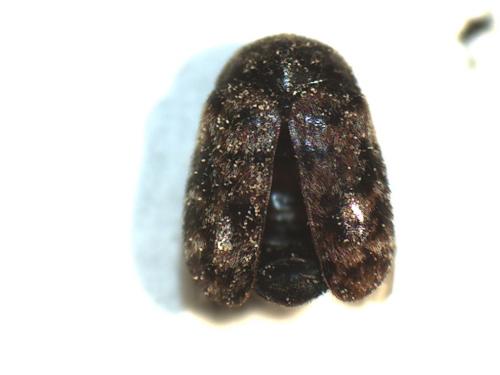 Trogoderma sp.