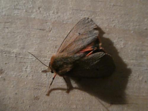 Phragmatobia fuliginosa