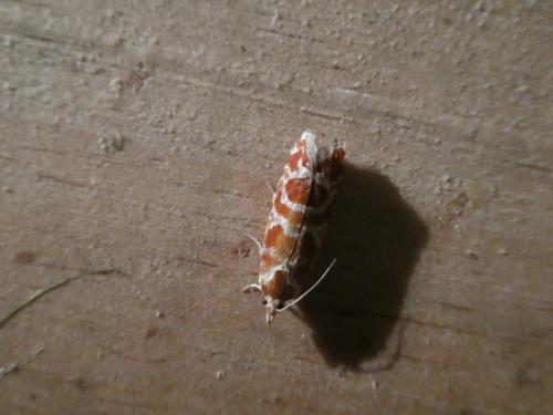Rhyacionia pinicolana