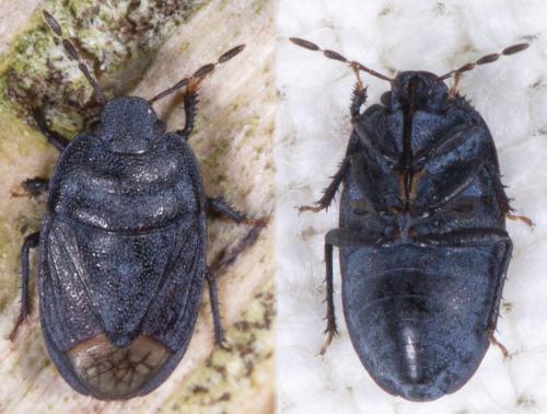 Ochetostethus sp.