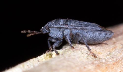 Ochetostethus sp.