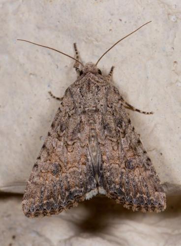Réf. 221 042 : Anarta trifolii