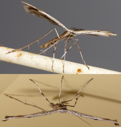Emmelina sp.