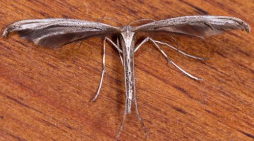 Réf. 221 935 : Emmelina sp.