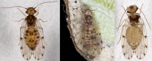 Réf. 221 124 : Ectopsocus petersi