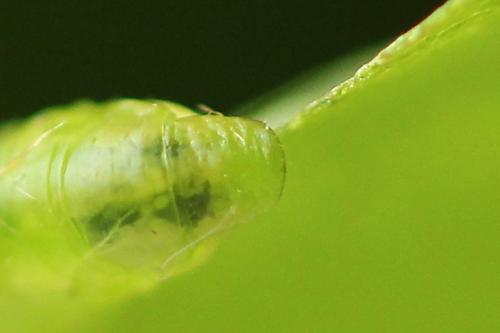 Réf. 221 216 : Pristiphora leucopus