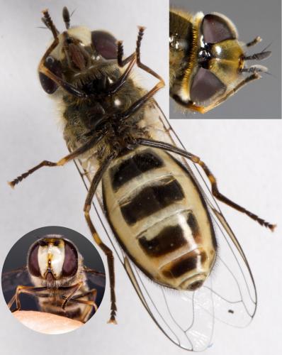 Scaeva pyrastri