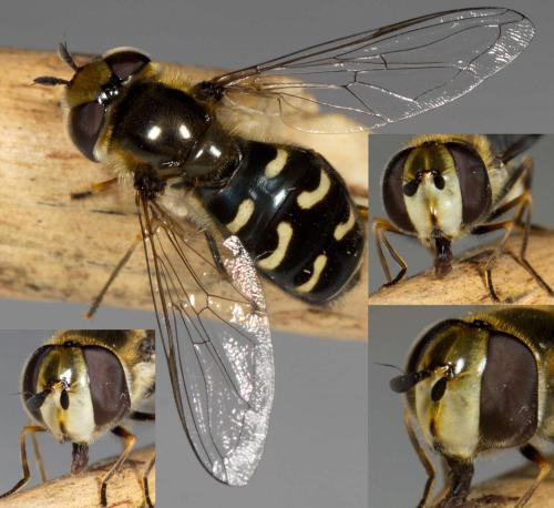 Scaeva pyrastri