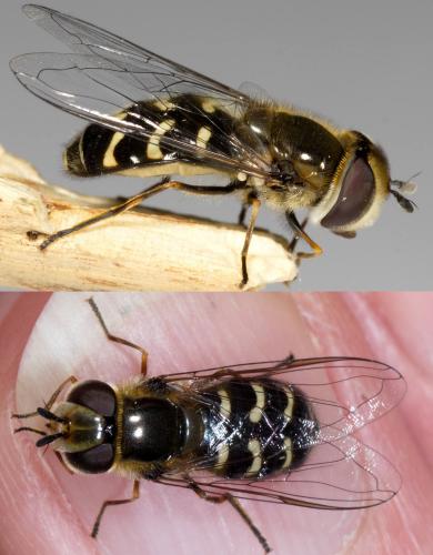 Réf. 221 345 : Scaeva pyrastri