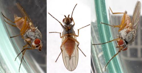 Réf. 221 352 : Tephrochlamys rufiventris