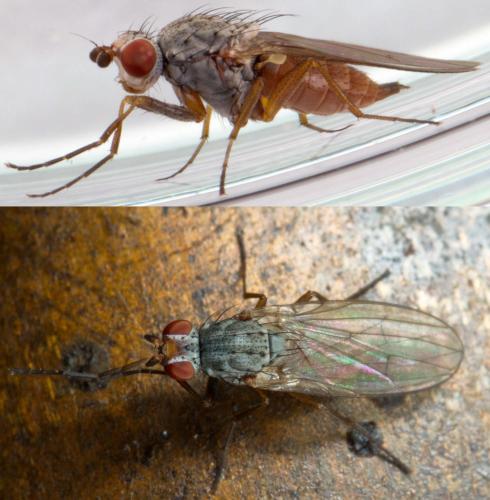 Réf. 221 351 : Tephrochlamys rufiventris
