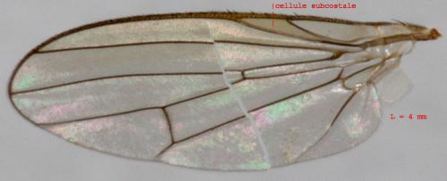 Tephrochlamys rufiventris