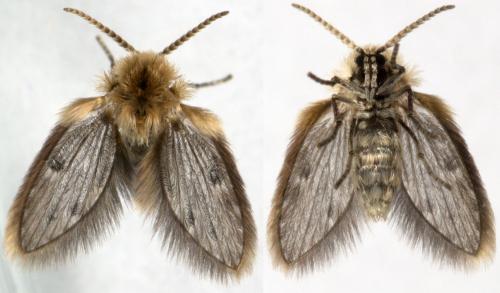 Philosepedon sp.