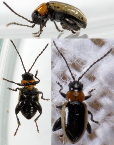 Réf. 221 632 : Longitarsus dorsalis