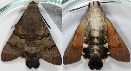 Réf. 221 885 : Macroglossum stellatarum