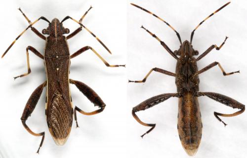 Camptopus lateralis