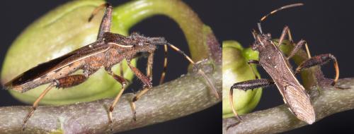 Camptopus lateralis