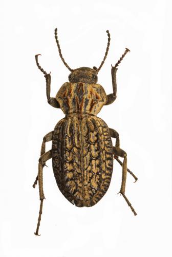 Trachynotus reticulatus
