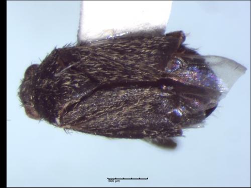 Réf. 221 614 : Atractotomus magnicornis