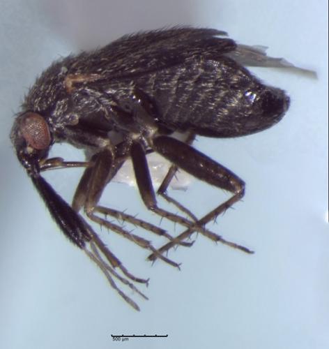 Réf. 221 615 : Atractotomus magnicornis