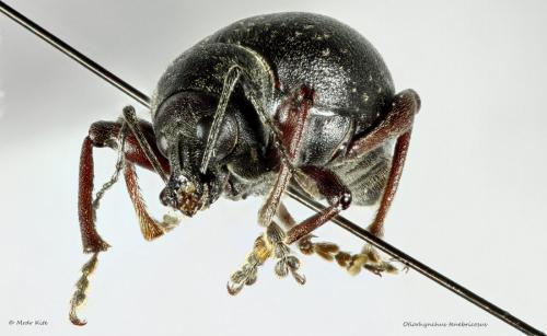 Otiorhynchus sp.