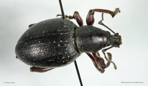 Otiorhynchus sp.
