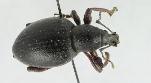 Otiorhynchus sp.